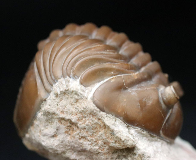 濃いキャラメル色、ロシアのオルドビス紀の地層から採集された三葉虫、アサフス・ロブスタス（Asaphus robustus ）（その3）
