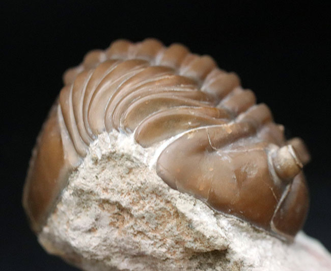 濃いキャラメル色、ロシアのオルドビス紀の地層から採集された三葉虫、アサフス・ロブスタス(Asaphus robustus )(その3)