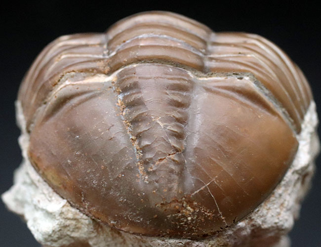 濃いキャラメル色、ロシアのオルドビス紀の地層から採集された三葉虫、アサフス・ロブスタス（Asaphus robustus ）（その4）