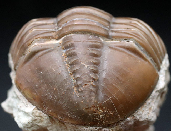 濃いキャラメル色、ロシアのオルドビス紀の地層から採集された三葉虫、アサフス・ロブスタス(Asaphus robustus )(その4)