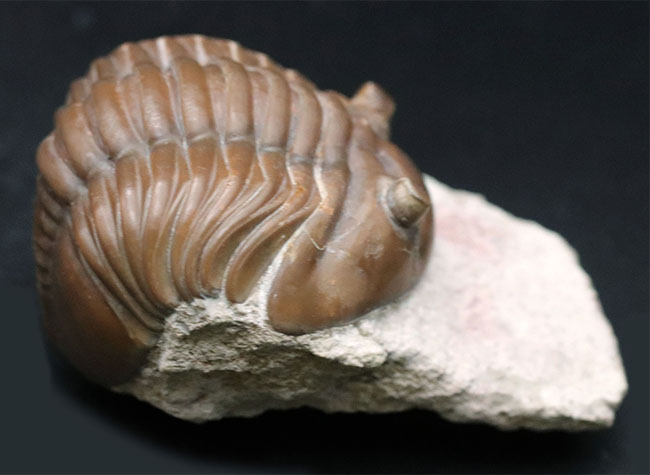 濃いキャラメル色、ロシアのオルドビス紀の地層から採集された三葉虫、アサフス・ロブスタス(Asaphus robustus )(その6)