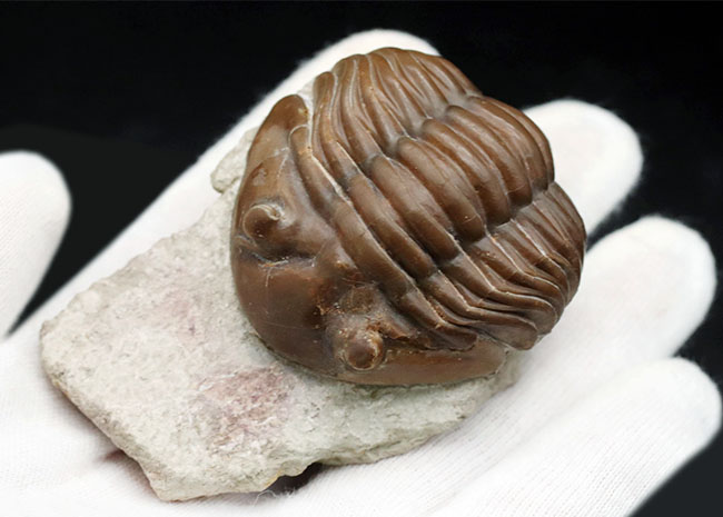 濃いキャラメル色、ロシアのオルドビス紀の地層から採集された三葉虫、アサフス・ロブスタス(Asaphus robustus )(その7)