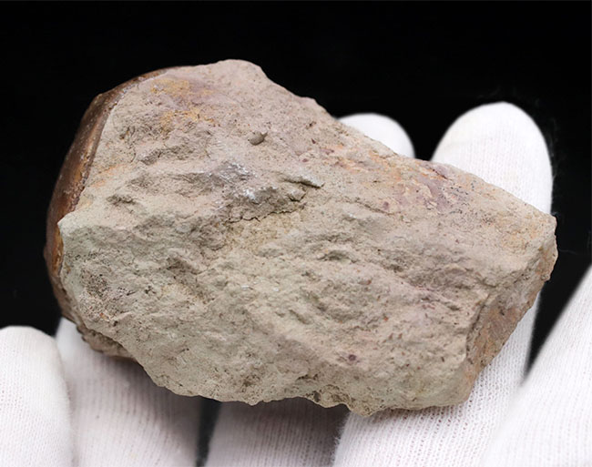 濃いキャラメル色、ロシアのオルドビス紀の地層から採集された三葉虫、アサフス・ロブスタス(Asaphus robustus )(その8)