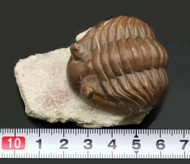 濃いキャラメル色、ロシアのオルドビス紀の地層から採集された三葉虫、アサフス・ロブスタス(Asaphus robustus )(その9)