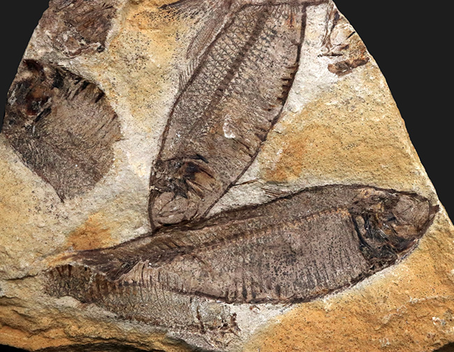 マルチプレート標本!非常に良好な保存状態を示す古代魚が複数、折り重なるように並んだ群集化石(その2)