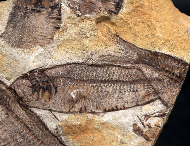 マルチプレート標本!非常に良好な保存状態を示す古代魚が複数、折り重なるように並んだ群集化石(その3)