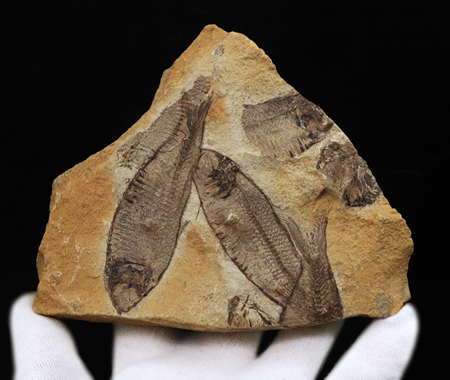 マルチプレート標本！非常に良好な保存状態を示す古代魚が複数