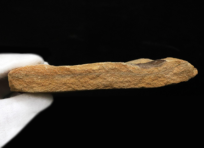 マルチプレート標本!非常に良好な保存状態を示す古代魚が複数、折り重なるように並んだ群集化石(その6)