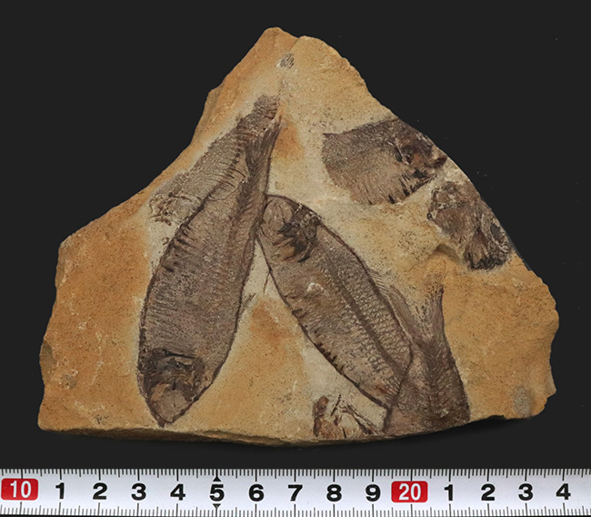 マルチプレート標本!非常に良好な保存状態を示す古代魚が複数、折り重なるように並んだ群集化石(その7)