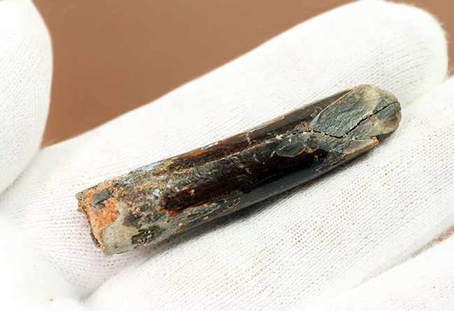 パーフェクトツース、保存状態抜群のレッバキサウルスの歯化石