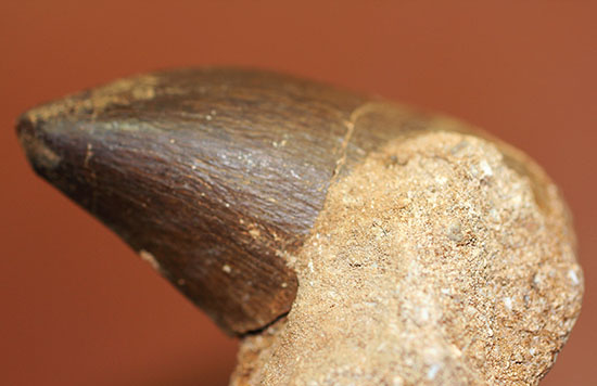 大型トカゲPalaeosaniwaの下顎　爬虫類　化石　白亜紀　アメリカ 大型トカゲPalaeosaniwaの下顎 爬虫類 化石 白亜紀 アメリカ