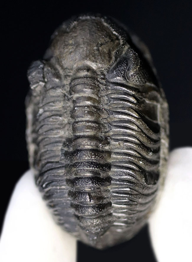 複眼（右）の保存状態が素晴らしい！モロッコ産の三葉虫、ファコプス（Phacops）の化石（その10）
