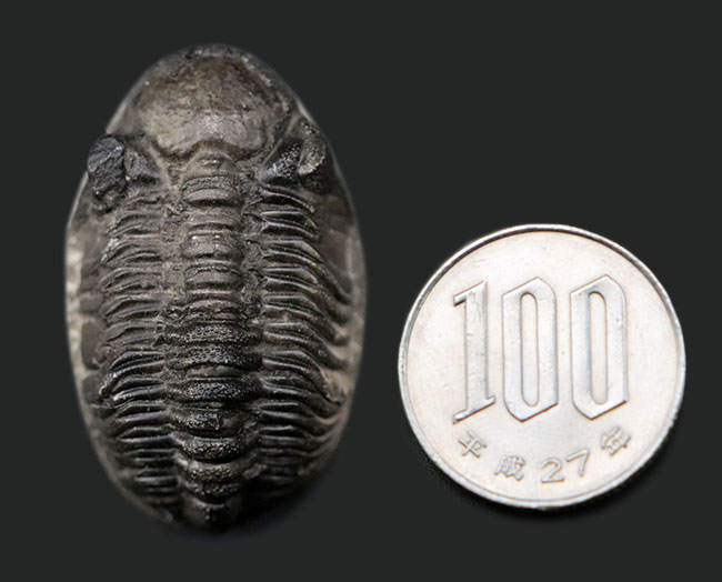 複眼（右）の保存状態が素晴らしい！モロッコ産の三葉虫、ファコプス（Phacops）の化石（その12）