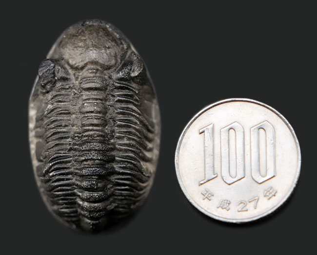 複眼(右)の保存状態が素晴らしい!モロッコ産の三葉虫、ファコプス(Phacops)の化石(その12)