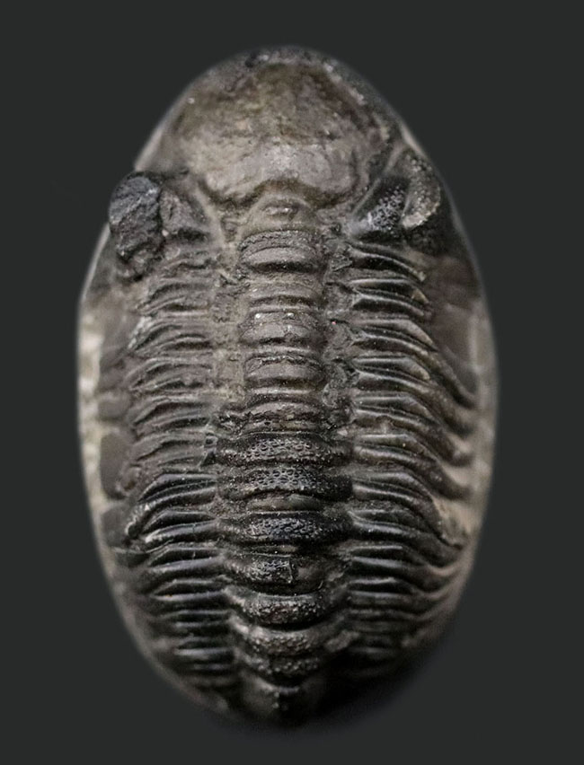 複眼（右）の保存状態が素晴らしい！モロッコ産の三葉虫、ファコプス（Phacops）の化石（その2）