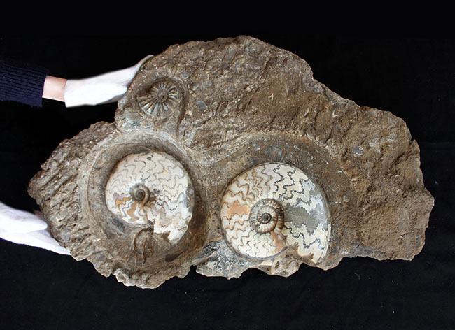 一期一会の化石！母岩含め左右６４センチ、総重量２３キロの極めて立派なアンモナイト、アステロセラス（Asteroceras）のマルチプレート化石（その1）