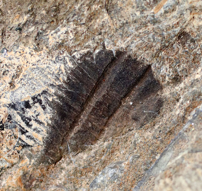 一期一会の化石！母岩含め左右６４センチ、総重量２３キロの極めて立派なアンモナイト、アステロセラス（Asteroceras）のマルチプレート化石（その10）