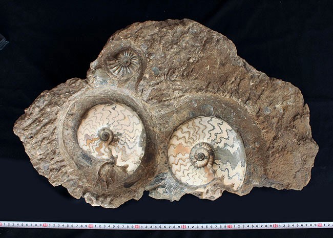 一期一会の化石！母岩含め左右６４センチ、総重量２３キロの極めて立派なアンモナイト、アステロセラス（Asteroceras）のマルチプレート化石（その12）