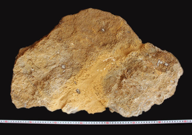一期一会の化石！母岩含め左右６４センチ、総重量２３キロの極めて立派なアンモナイト、アステロセラス（Asteroceras）のマルチプレート化石（その13）