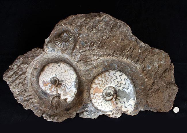 一期一会の化石！母岩含め左右６４センチ、総重量２３キロの極めて立派なアンモナイト、アステロセラス（Asteroceras）のマルチプレート化石（その14）