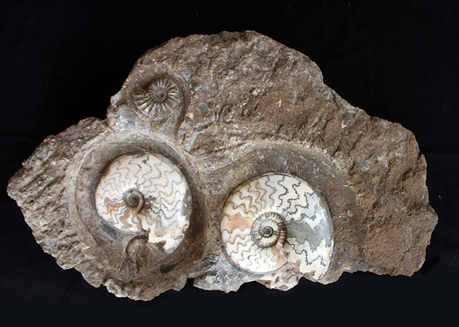 一期一会の化石！母岩含め左右６４センチ、総重量２３キロの極めて立派なアンモナイト、アステロセラス（Asteroceras）のマルチプレート化石（その2）