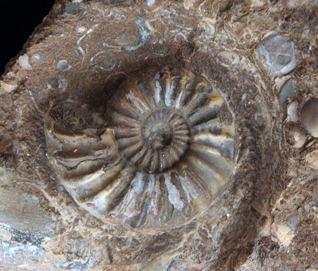 一期一会の化石！母岩含め左右６４センチ、総重量２３キロの極めて立派なアンモナイト、アステロセラス（Asteroceras）のマルチプレート化石（その5）
