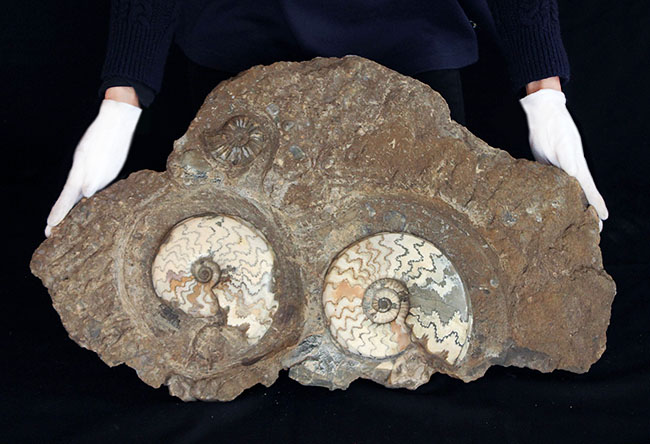 一期一会の化石！母岩含め左右６４センチ、総重量２３キロの極めて立派なアンモナイト、アステロセラス（Asteroceras）のマルチプレート化石（その6）