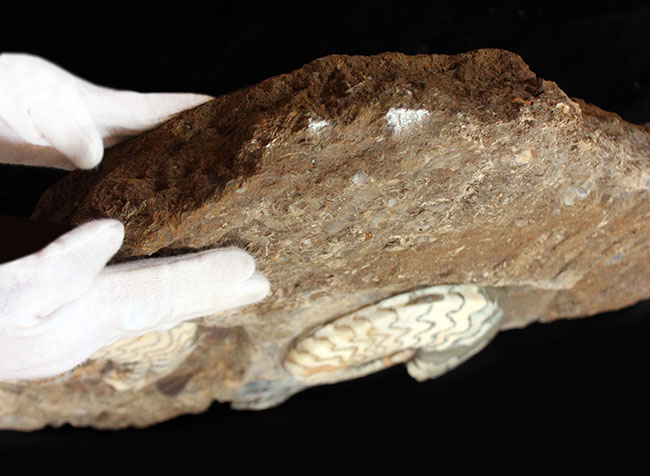 一期一会の化石！母岩含め左右６４センチ、総重量２３キロの極めて立派なアンモナイト、アステロセラス（Asteroceras）のマルチプレート化石（その9）