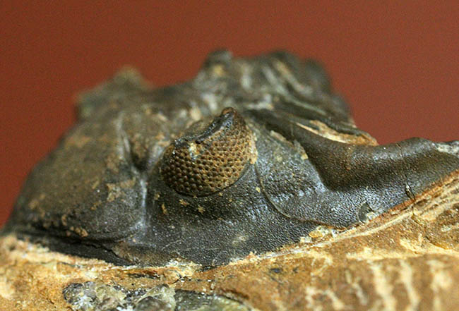 典型的な三葉虫メタカンティナ(Metacanthina sp.)(その1)