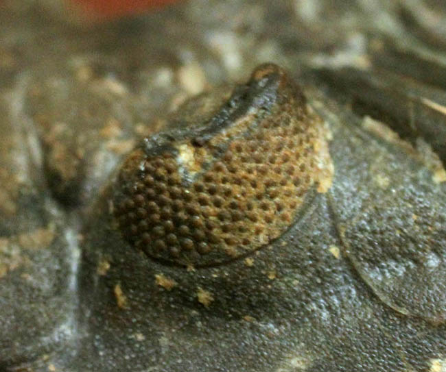 典型的な三葉虫メタカンティナ（Metacanthina sp.）（その11）