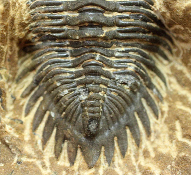 典型的な三葉虫メタカンティナ(Metacanthina sp.)(その13)