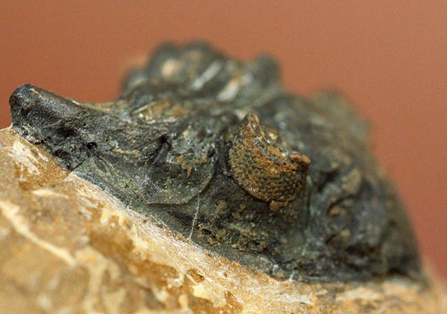 典型的な三葉虫メタカンティナ(Metacanthina sp.)(その2)