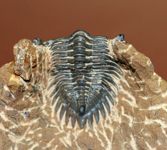 典型的な三葉虫メタカンティナ(Metacanthina sp.)(その6)
