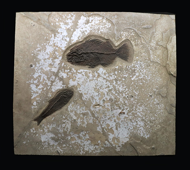 博物館級！絵画のような味わいを持つおよそ５０００万年前の古代魚のマルチプレート化石。大きなプリスカカラ（Priscacara）と負けず劣らず大きなナイティア（Knightia）が共存！（その1）