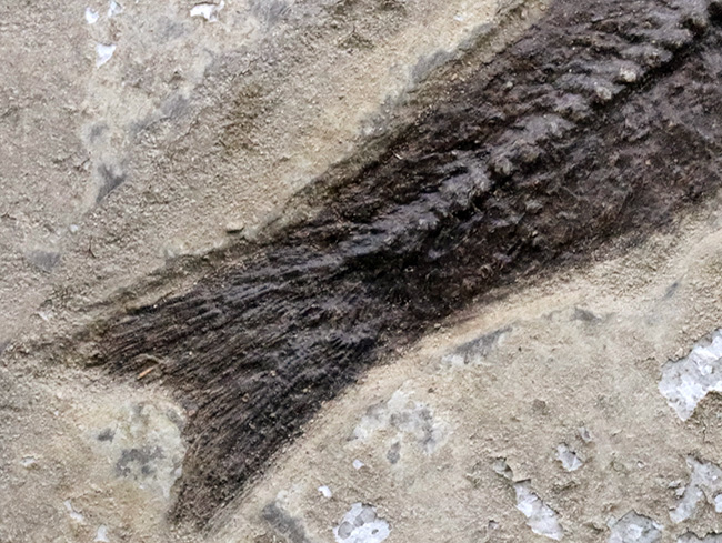 博物館級！絵画のような味わいを持つおよそ５０００万年前の古代魚のマルチプレート化石。大きなプリスカカラ（Priscacara）と負けず劣らず大きなナイティア（Knightia）が共存！（その10）