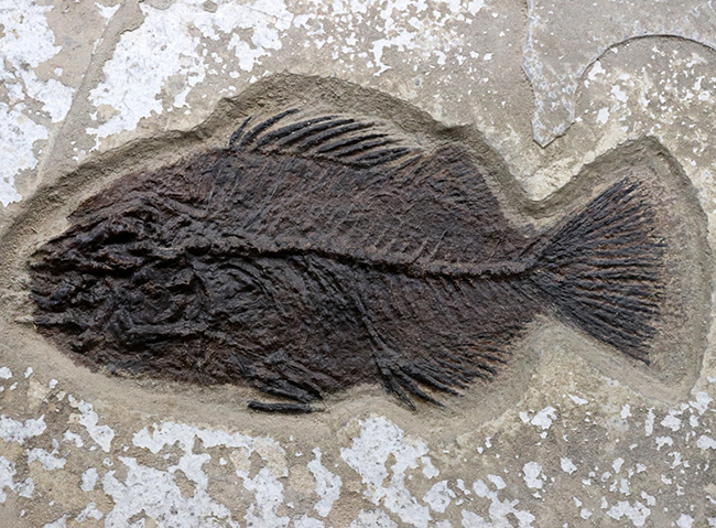 博物館級！絵画のような味わいを持つおよそ５０００万年前の古代魚のマルチプレート化石。大きなプリスカカラ（Priscacara）と負けず劣らず大きなナイティア（Knightia）が共存！（その11）