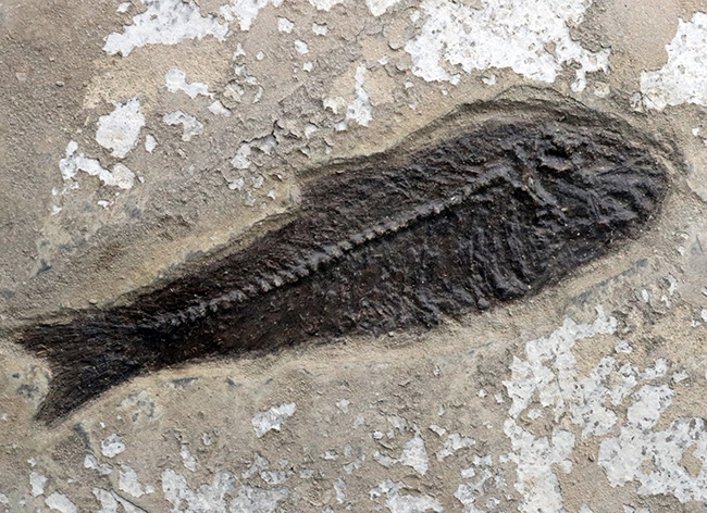 博物館級！絵画のような味わいを持つおよそ５０００万年前の古代魚のマルチプレート化石。大きなプリスカカラ（Priscacara）と負けず劣らず大きなナイティア（Knightia）が共存！（その12）