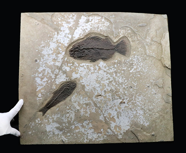 博物館級！絵画のような味わいを持つおよそ５０００万年前の古代魚のマルチプレート化石。大きなプリスカカラ（Priscacara）と負けず劣らず大きなナイティア（Knightia）が共存！（その13）