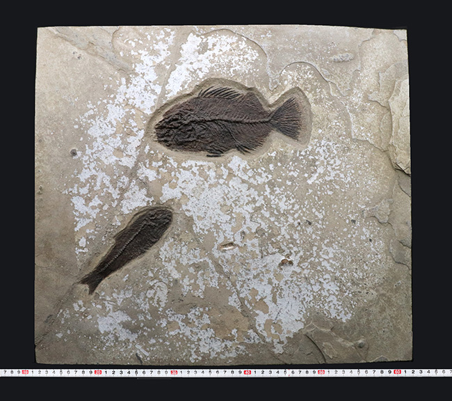 博物館級！絵画のような味わいを持つおよそ５０００万年前の古代魚のマルチプレート化石。大きなプリスカカラ（Priscacara）と負けず劣らず大きなナイティア（Knightia）が共存！（その16）