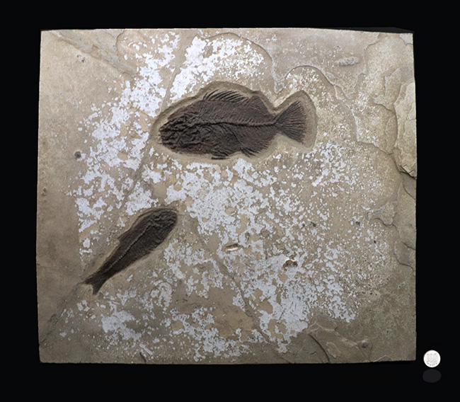 博物館級！絵画のような味わいを持つおよそ５０００万年前の古代魚のマルチプレート化石。大きなプリスカカラ（Priscacara）と負けず劣らず大きなナイティア（Knightia）が共存！（その17）