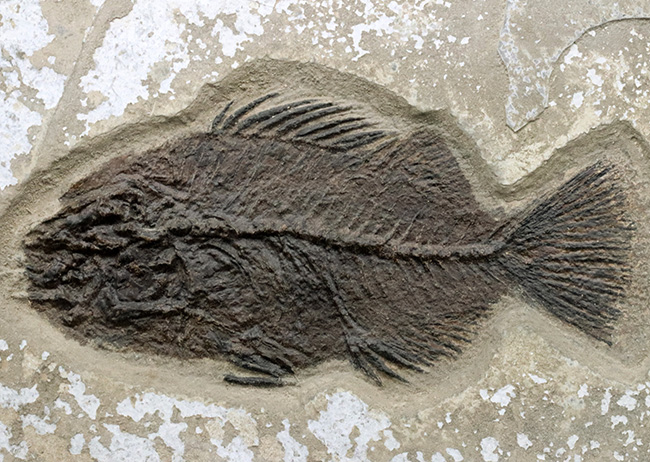 博物館級！絵画のような味わいを持つおよそ５０００万年前の古代魚のマルチプレート化石。大きなプリスカカラ（Priscacara）と負けず劣らず大きなナイティア（Knightia）が共存！（その2）