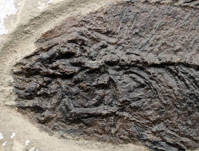 博物館級！絵画のような味わいを持つおよそ５０００万年前の古代魚のマルチプレート化石。大きなプリスカカラ（Priscacara）と負けず劣らず大きなナイティア（Knightia）が共存！（その3）