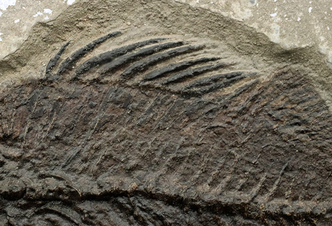 博物館級！絵画のような味わいを持つおよそ５０００万年前の古代魚のマルチプレート化石。大きなプリスカカラ（Priscacara）と負けず劣らず大きなナイティア（Knightia）が共存！（その4）