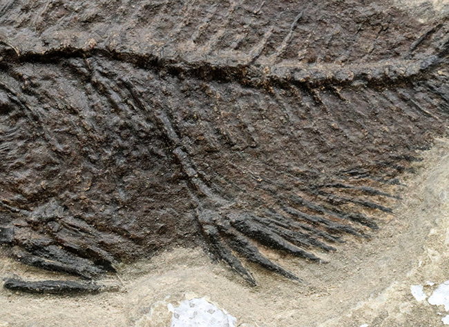 博物館級！絵画のような味わいを持つおよそ５０００万年前の古代魚のマルチプレート化石。大きなプリスカカラ（Priscacara）と負けず劣らず大きなナイティア（Knightia）が共存！（その5）