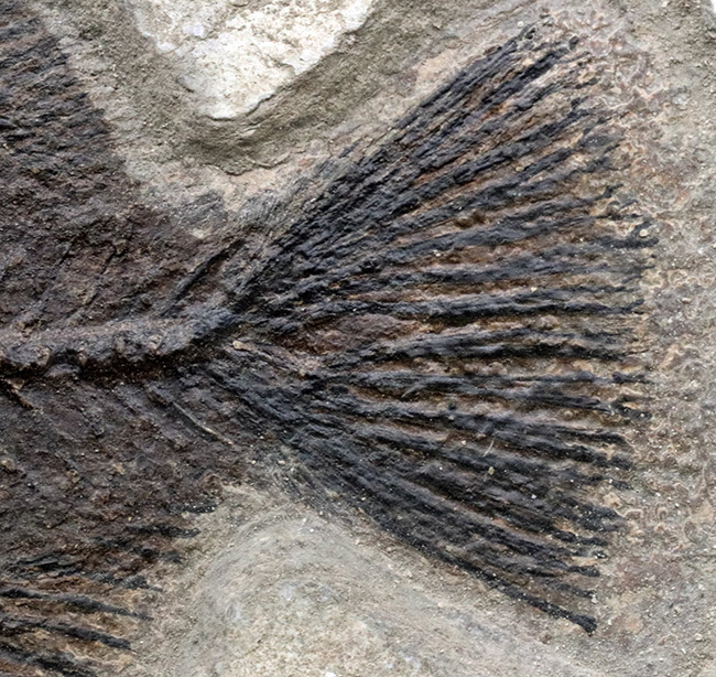 博物館級！絵画のような味わいを持つおよそ５０００万年前の古代魚のマルチプレート化石。大きなプリスカカラ（Priscacara）と負けず劣らず大きなナイティア（Knightia）が共存！（その6）