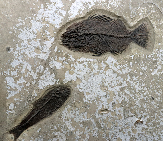 博物館級！絵画のような味わいを持つおよそ５０００万年前の古代魚のマルチプレート化石。大きなプリスカカラ（Priscacara）と負けず劣らず大きなナイティア（Knightia）が共存！（その7）