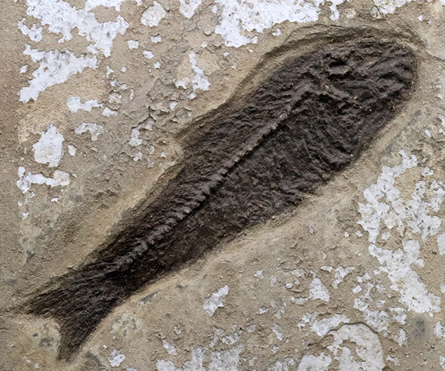 博物館級！絵画のような味わいを持つおよそ５０００万年前の古代魚のマルチプレート化石。大きなプリスカカラ（Priscacara）と負けず劣らず大きなナイティア（Knightia）が共存！（その8）