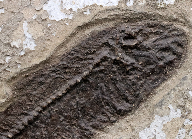 博物館級！絵画のような味わいを持つおよそ５０００万年前の古代魚のマルチプレート化石。大きなプリスカカラ（Priscacara）と負けず劣らず大きなナイティア（Knightia）が共存！（その9）