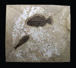 博物館級！絵画のような味わいを持つおよそ５０００万年前の古代魚のマルチプレート化石。大きなプリスカカラ（Priscacara）と負けず劣らず大きなナイティア（Knightia）が共存！