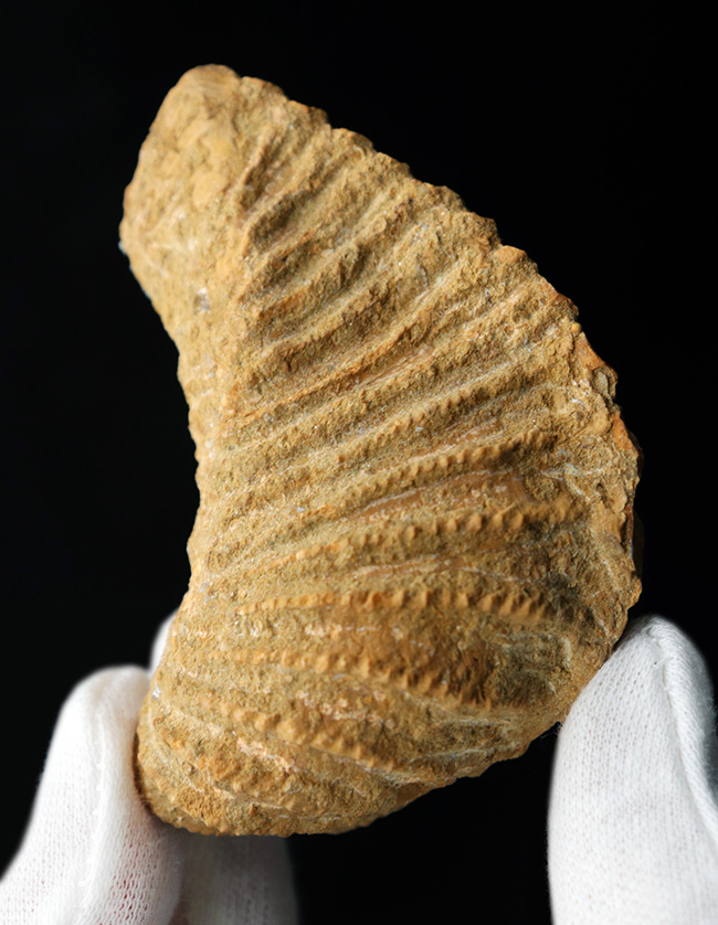 スペイン産、白亜紀三角形の二枚貝、プテロトリゴニア（Pterotrigonia ）の化石（その1）